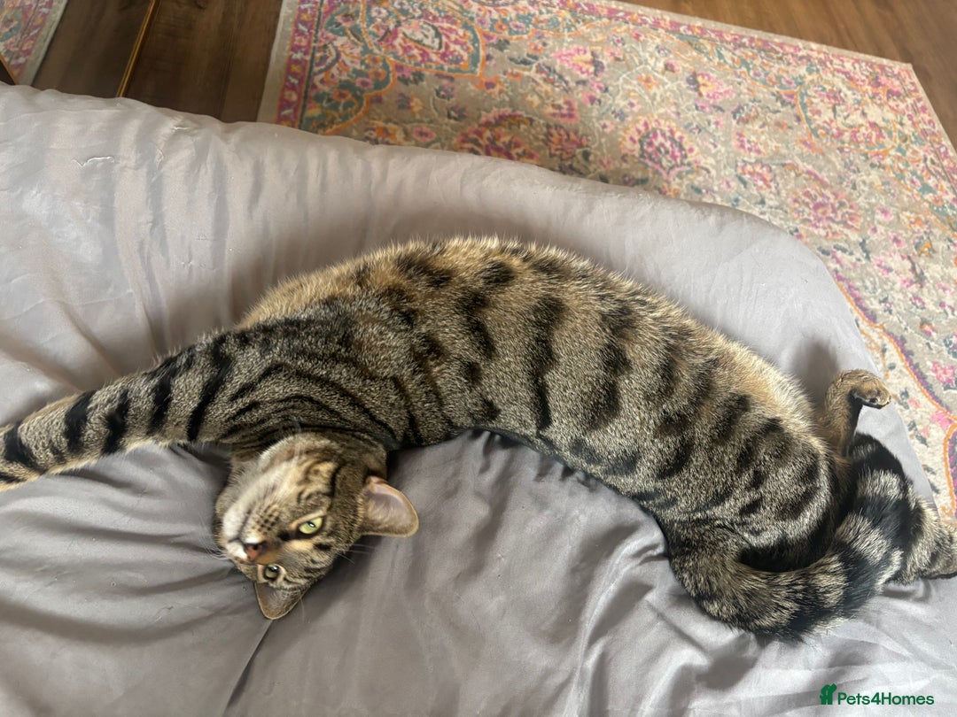 Domestic Shorthair cats for sale: Affectionate and playful boy needs a new home - Advert 3