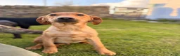 Labrador Retriever dogs for sale: Ready now Labrador puppies  - Advert 7