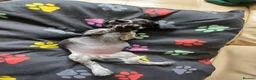 Mixed Breed dogs for sale: KC Basset Hound x KC German Shorthaired Pointer  - Advert 3