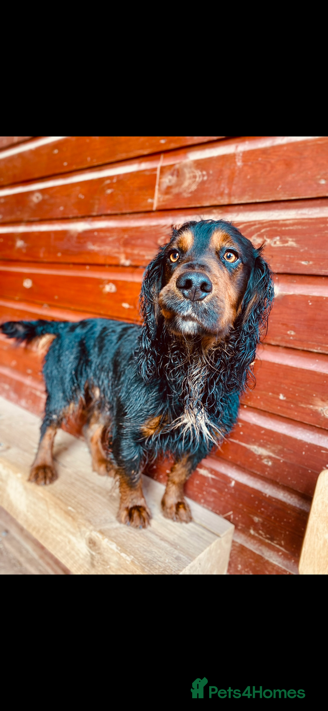 Cocker Spaniel dogs for stud: Standing at STUD Finn  - Advert 2
