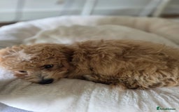 Cavapoo dogs for sale: Stunning Cavapoo Pup - Image 2