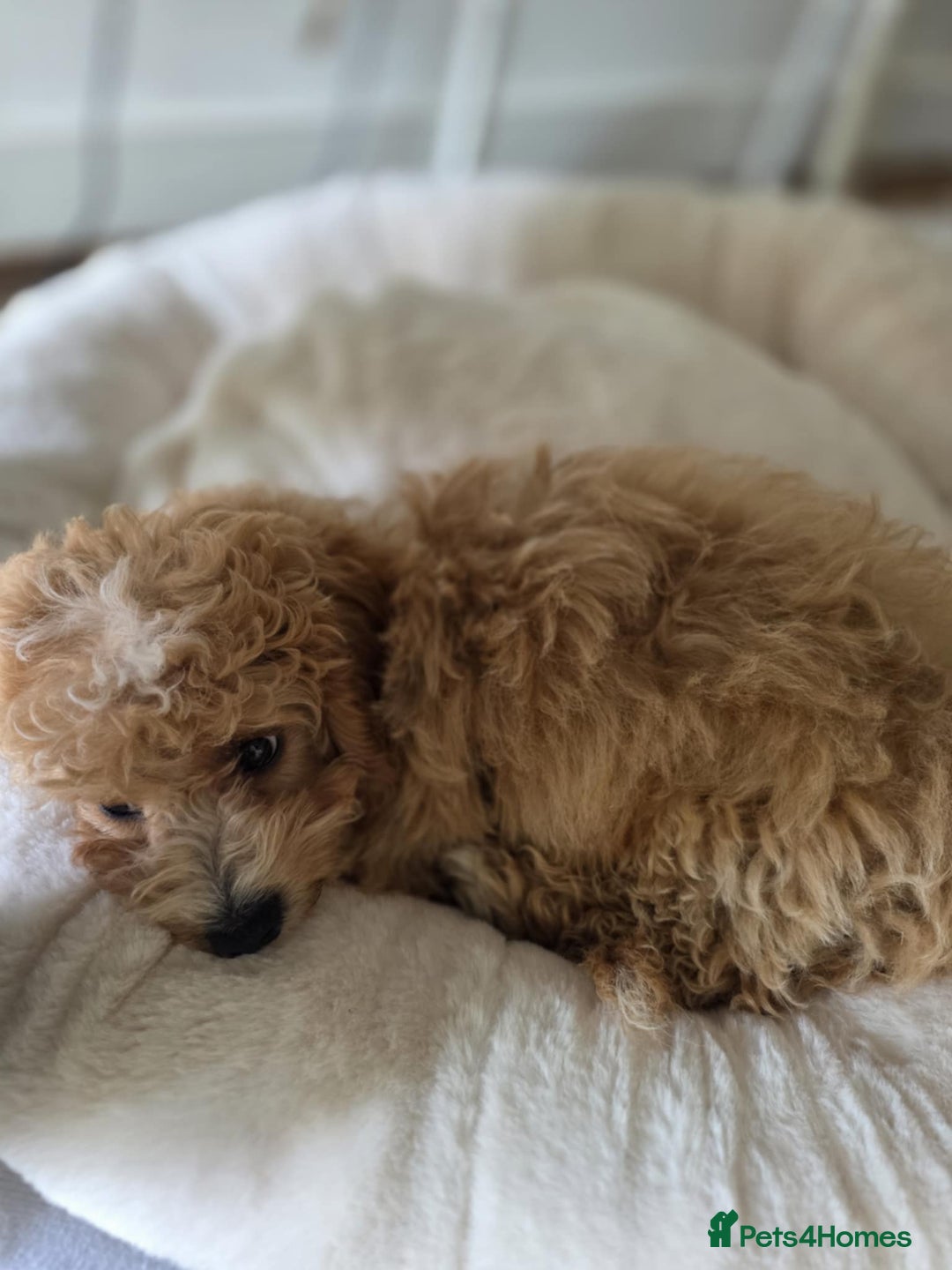 Cavapoo dogs for sale: Stunning Cavapoo Pup - Image 2