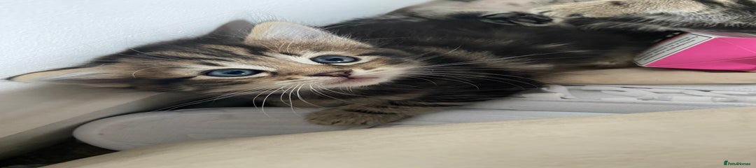 American Shorthair Kitten 1