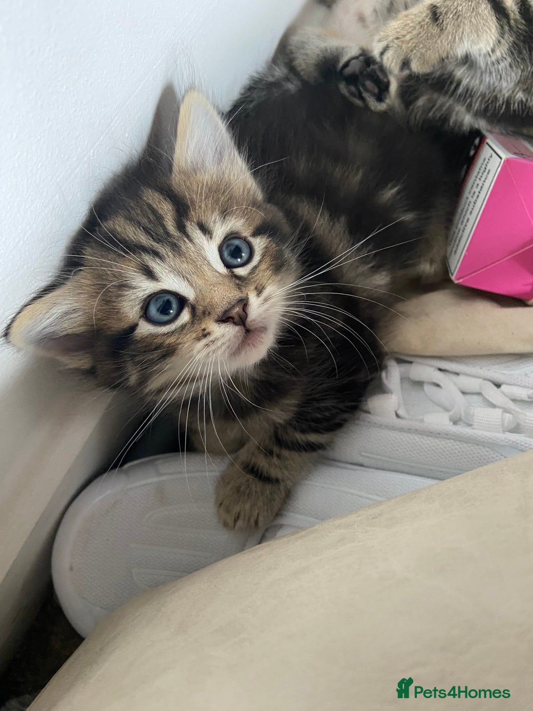 Mixed Breed cats for sale: Gorgeous tabby kittens (ONLY 1 LEFT) - Image 22