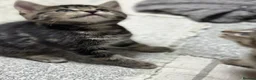 Mixed Breed cats for sale: Absolutely gorgeous female kitten for sale - Advert 5