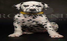 Dalmatian dogs for sale: Ready now 1 black spot bitch & 3 liver spot bitch - Image 6
