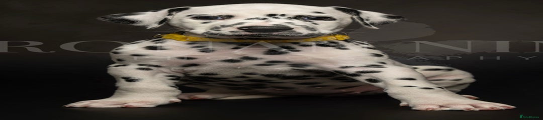 Dalmatian Puppy 1