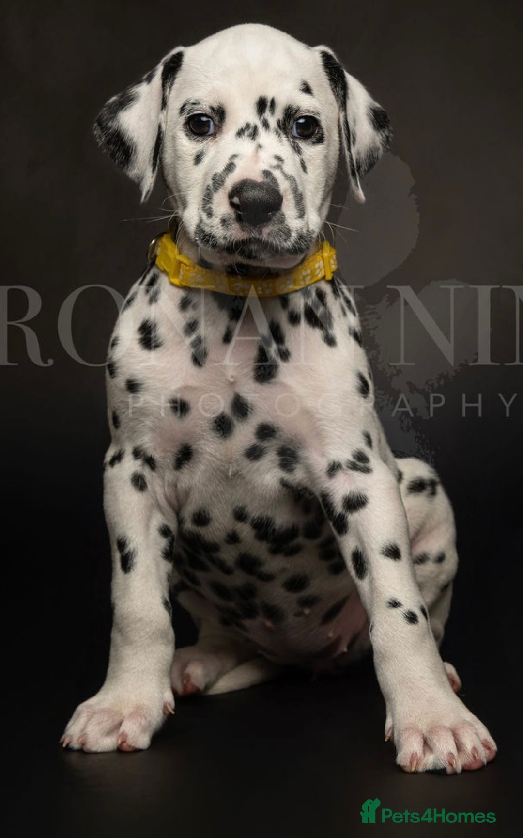 Dalmatian dogs for sale: Ready now 1 black spot bitch & 3 liver spot bitch - Image 6