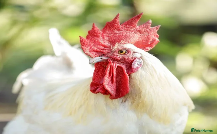 Chickens poultry - Advert 4