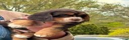 Mixed Breed dogs for sale: Absolutely stunning litter of F1 “Clockers”  - Advert 8