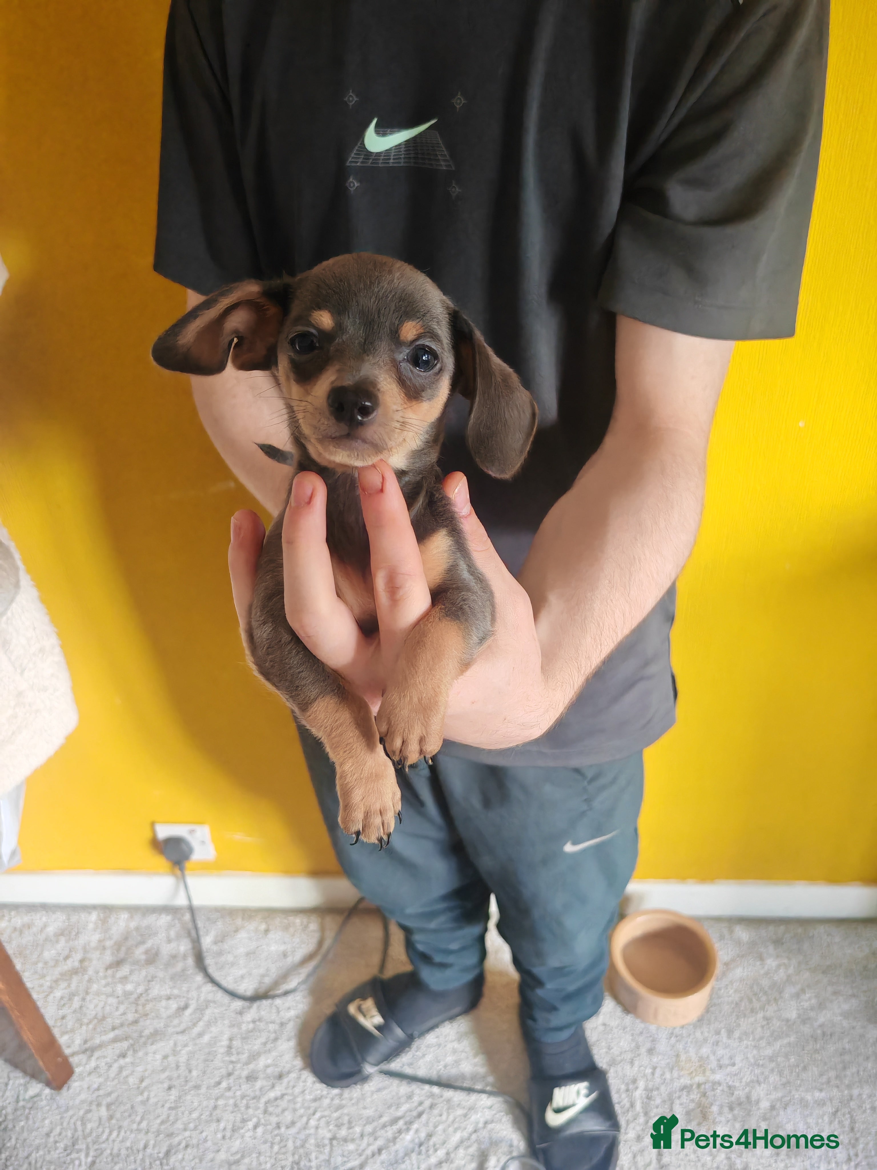 Chiweenie dogs for sale: Chiweenies  - Advert 13