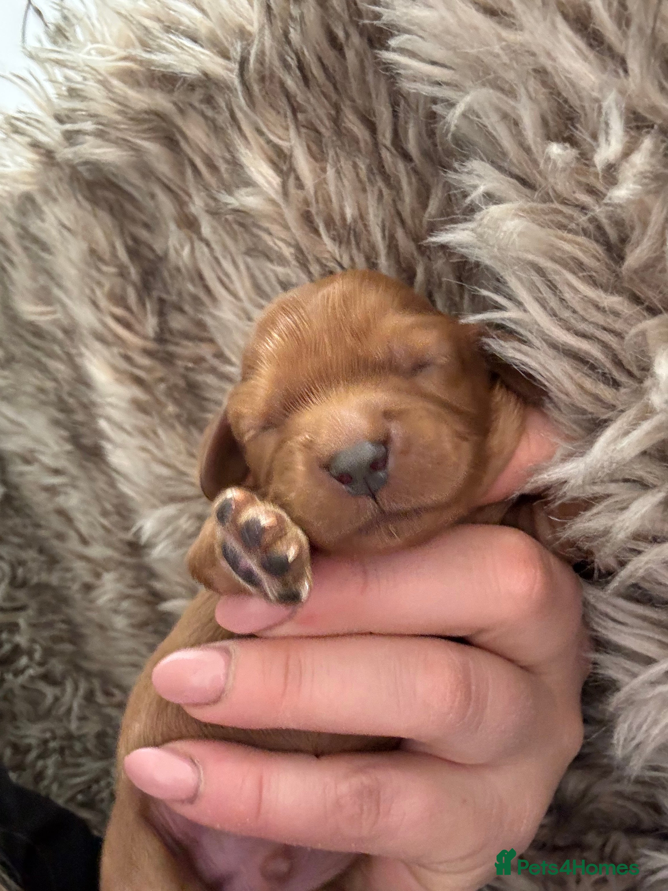 Cavalier King Charles Spaniel dogs ✨Stunning Ruby Cavalier King Charles Spaniel Pups✨ - Advert 11