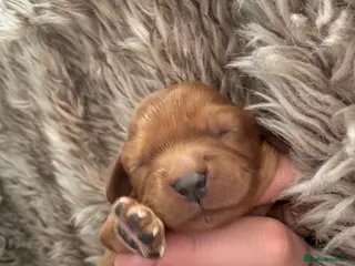 Cavalier King Charles Spaniel dogs ✨Stunning Ruby Cavalier King Charles Spaniel Pups✨ - Advert 11