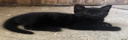Mixed Breed cats for sale: Beautiful Kittens looking for their forever homes  - Advert 10
