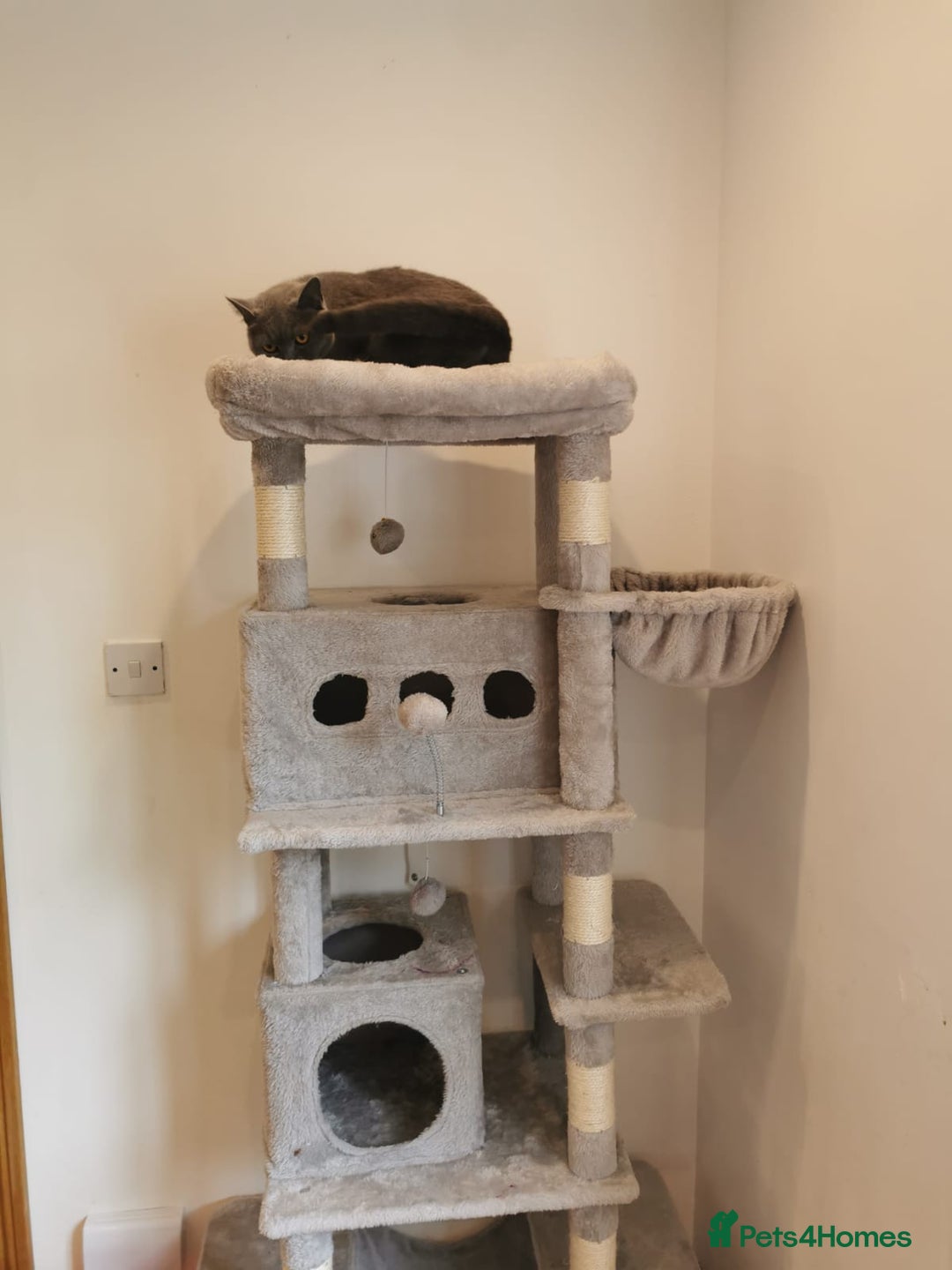 British Shorthair cats for sale: Female British Shorthair 3 years old - Image 5