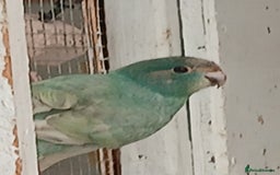 Parrots birds for sale: Kakariki - Image 3