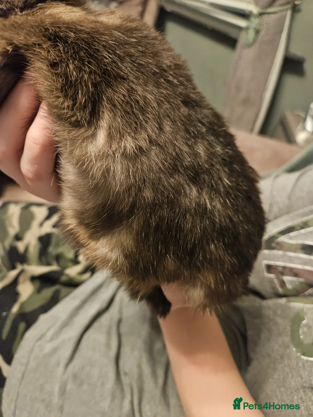 Mixed Breed rabbits for sale: Netherland Dwarf sable buck* last one left** - Advert 10