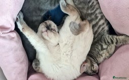 British Shorthair cats for sale: Beautiful Blue British, Lilac, Color point, Tabby  - Image 27