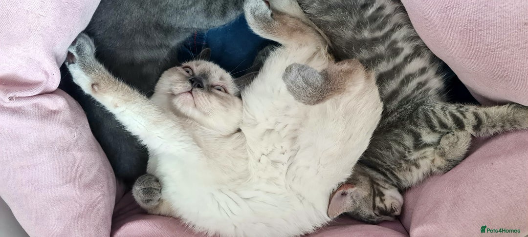 British Shorthair cats for sale: Beautiful Blue British, Lilac, Color point, Tabby  - Image 27