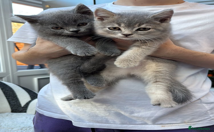 British Shorthair cats British Shorthair Kittens  - Advert 6