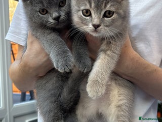British Shorthair cats British Shorthair Kittens - Advert 16