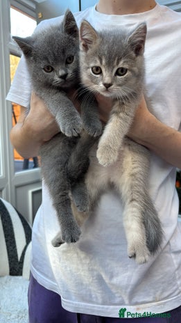 British Shorthair cats British Shorthair Kittens - Advert 6
