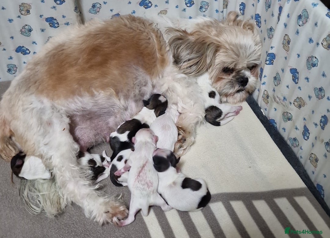 Shih Tzu dogs for sale: Meet Our Gorgeous Shih Tzu Puppies!  - Image 1