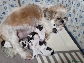 Shih Tzu dogs for sale - Advert 1