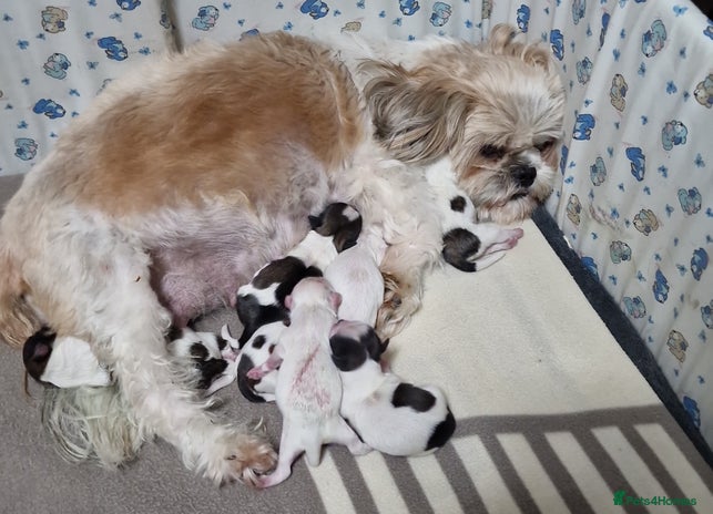 Shih Tzu dogs - Advert 1