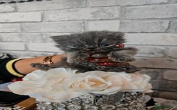 Persian cats for sale: Full pedigree Persian kittens available  - Image 7