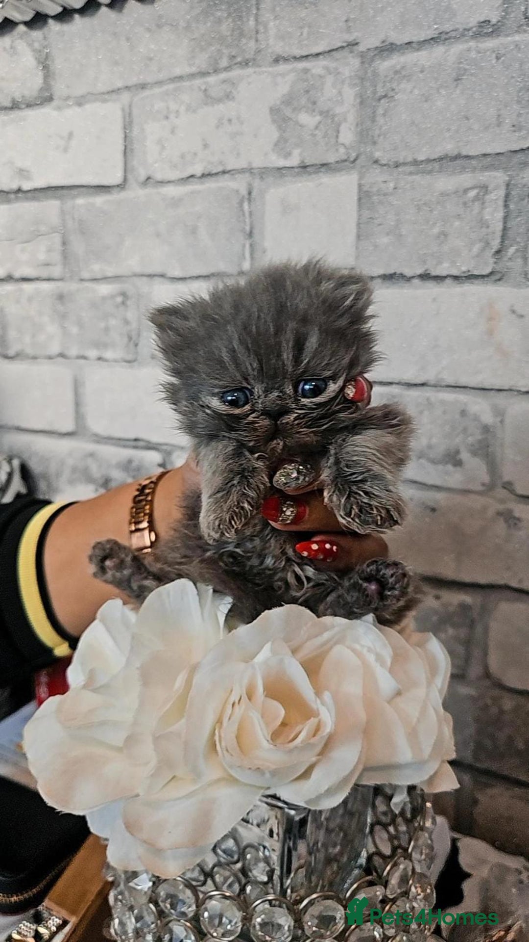 Persian cats for sale: Full pedigree Persian kittens available  - Image 7