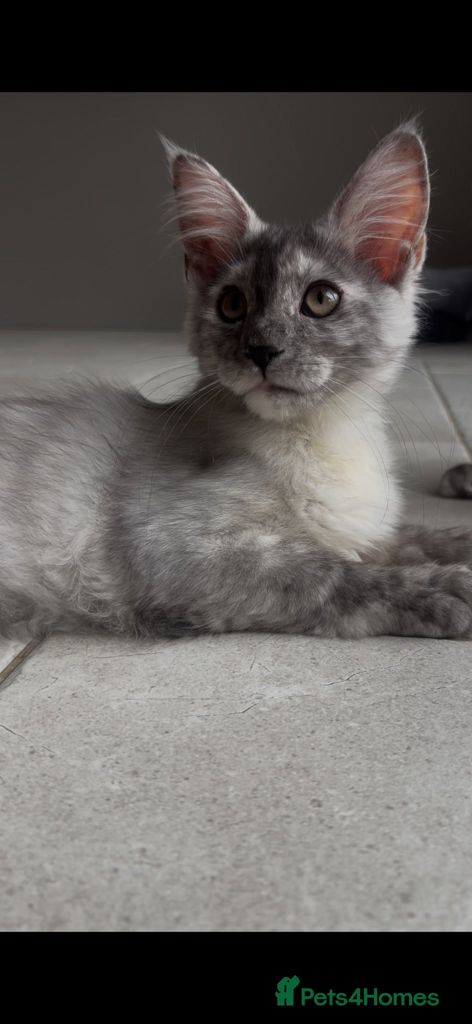 Maine Coon cats Ready Now - TICA Maine Coons  - Advert 2
