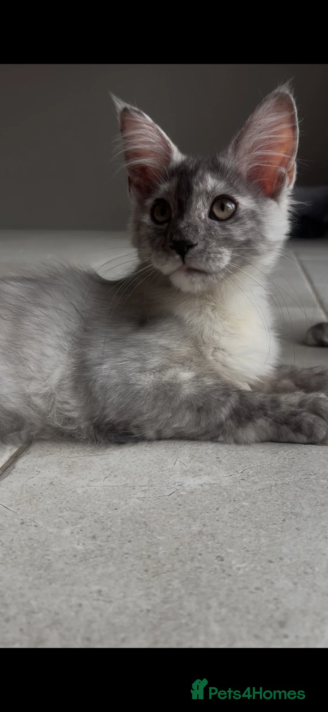 Maine Coon cats for sale: Ready Now - TICA Maine Coons  - Advert 2