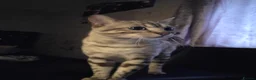 Bengal cats for stud:  Beautiful Snow bengal called snow - Advert 4