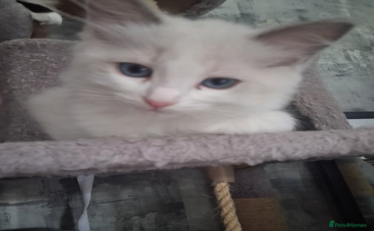 Ragdoll cats - Advert 14