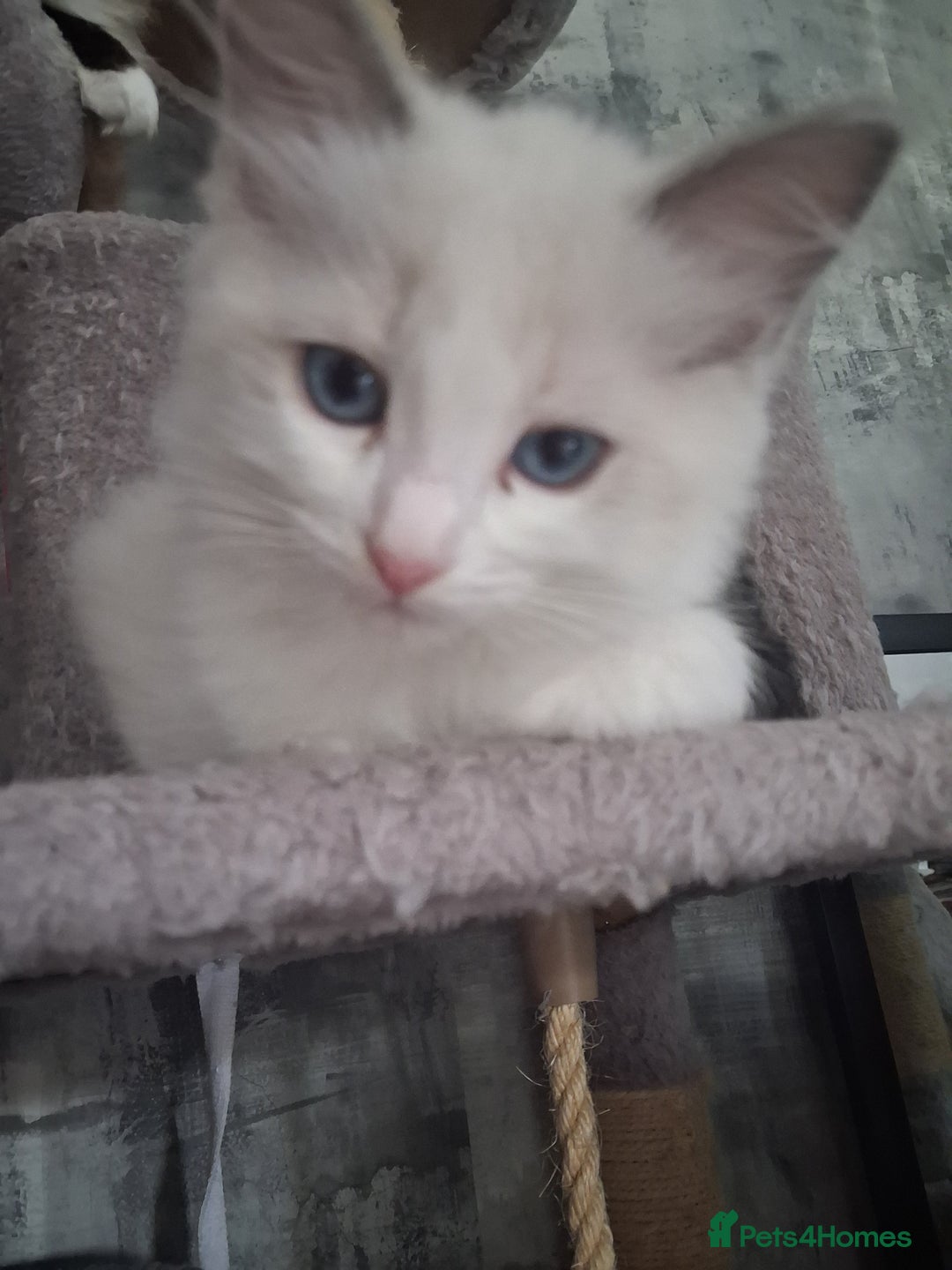 Ragdoll cats for sale: 6 ragdoll kittens  - Image 1
