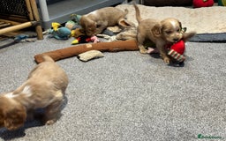 Cocker Spaniel dogs for sale: Beautiful show type puppies  - Image 32