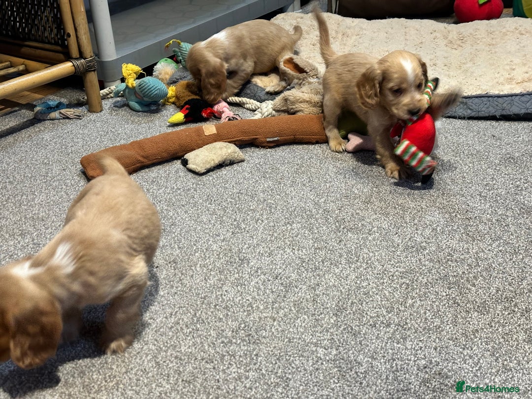 Cocker Spaniel dogs for sale: Beautiful show type puppies  - Image 32