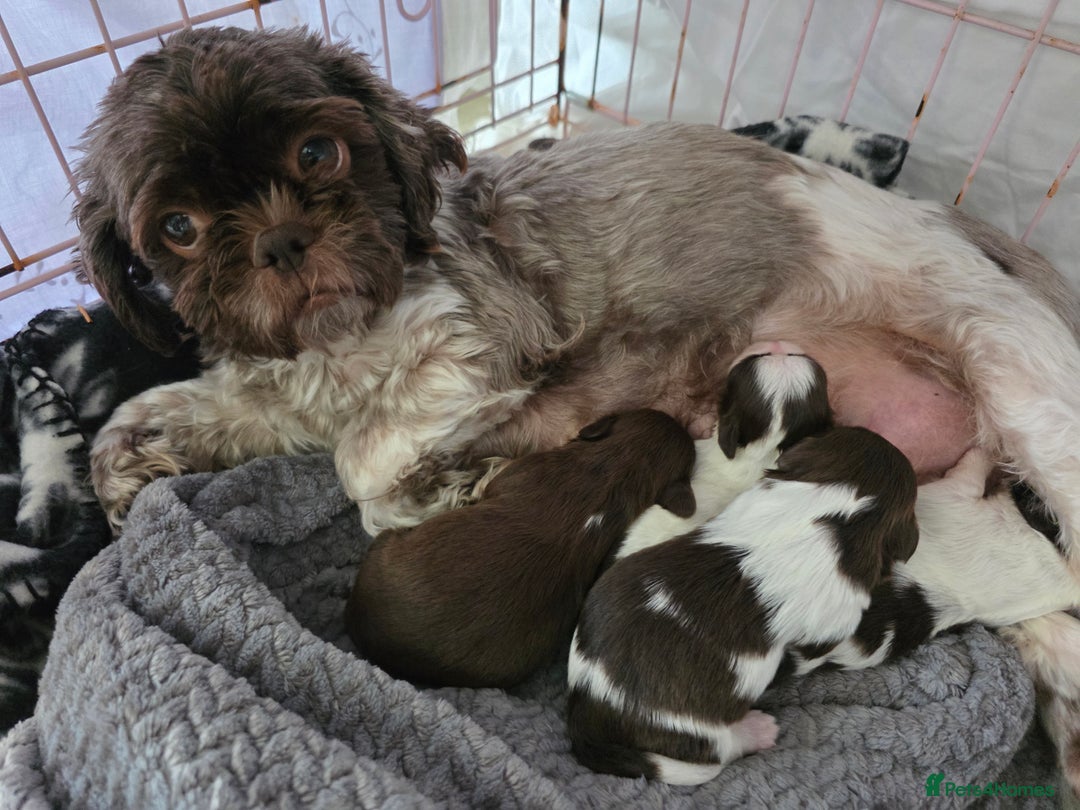 Shih Tzu dogs for sale: Stunning shih tzu puppies  - Image 8