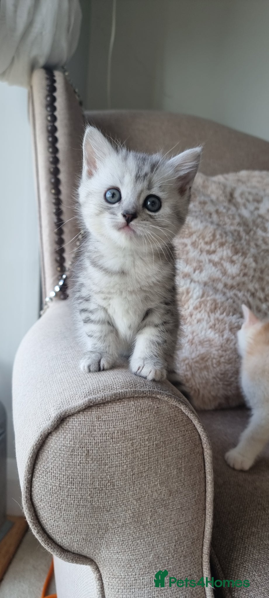 Mixed Breed cats Most adorable British short hair kittens - Advert 14