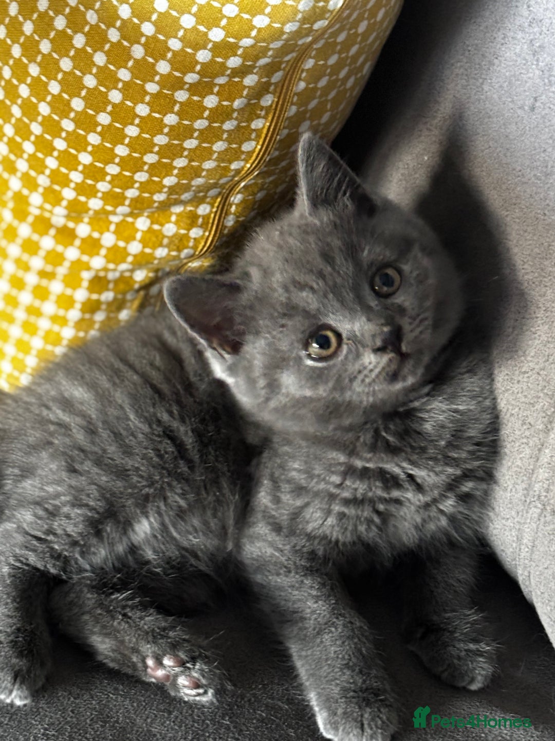 British Shorthair cats for sale: Adorable kittens READY NOW in Wakefield - Image 3