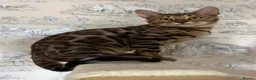 Bengal cats for sale: 🐆Exceptional Pedigree Bengal Kittens 🐆 - Advert 1