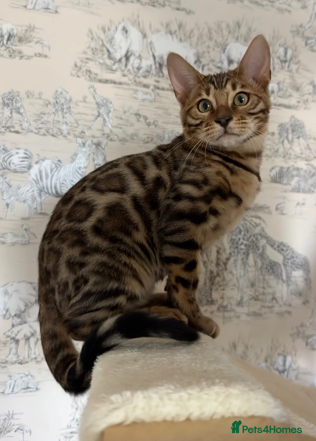 Bengal cats for sale: 🐆Exceptional Pedigree Bengal Kittens 🐆 - Advert 1