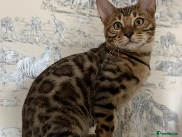 Bengal cats for sale: 🐆Exceptional Pedigree Bengal Kittens 🐆 - Advert 13