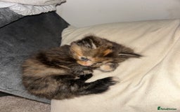 Domestic Shorthair cats for sale: 5 fluffy kittens  - Image 6