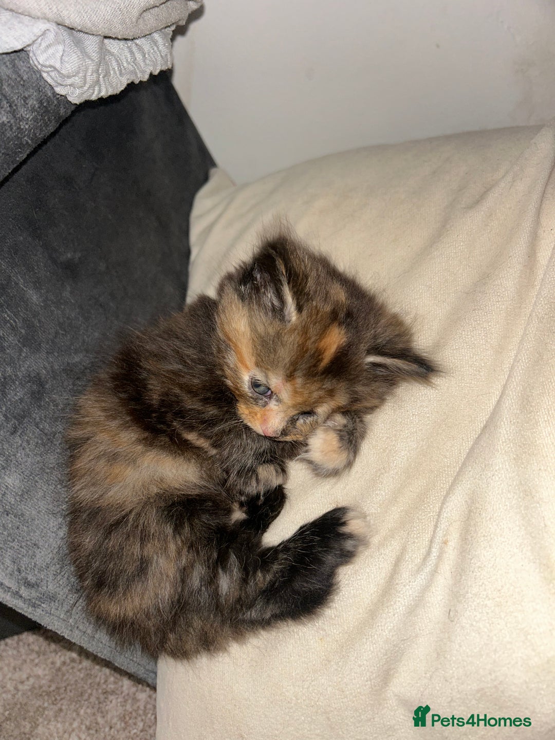 Domestic Shorthair cats for sale: 5 fluffy kittens  - Image 6