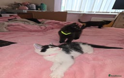 British Longhair cats for sale: Ready for their forever homes!! - Image 4