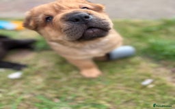 Shar Pei dogs for sale: 1 Black girl left  - Image 14