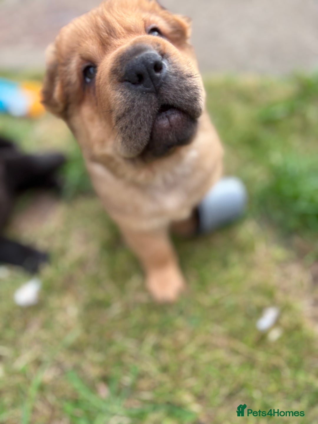 Shar Pei dogs for sale: 1 Black girl left  - Image 14