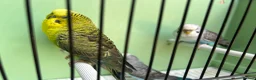 Budgerigars birds for sale: Black wing split to bf/bw - Advert 4